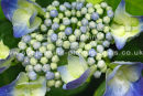 lacecap hydrangea